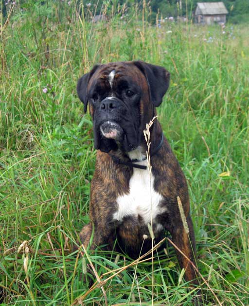 �������� ����� ������ ������