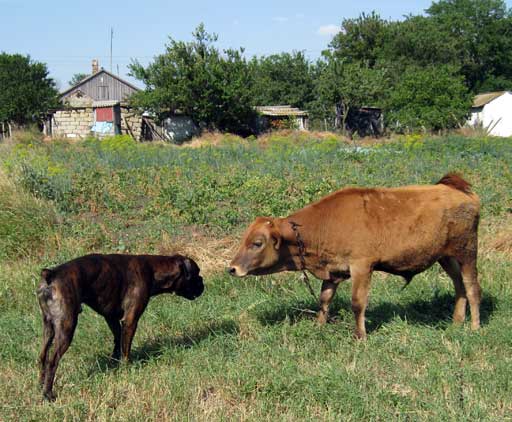 �������� ����� ������ ������