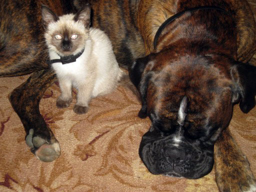 �������� ����� ������ ������